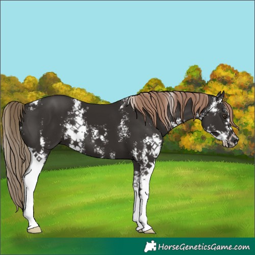 Horse Color:Liver Chestnut Sabino 