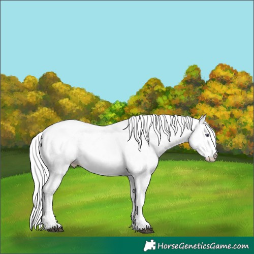 Horse Color:Silver Black Chinchilla Pearl Sabino 