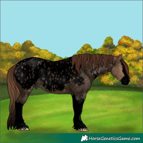 Horse Color:Void Bay Roan Dun Splash Appaloosa 