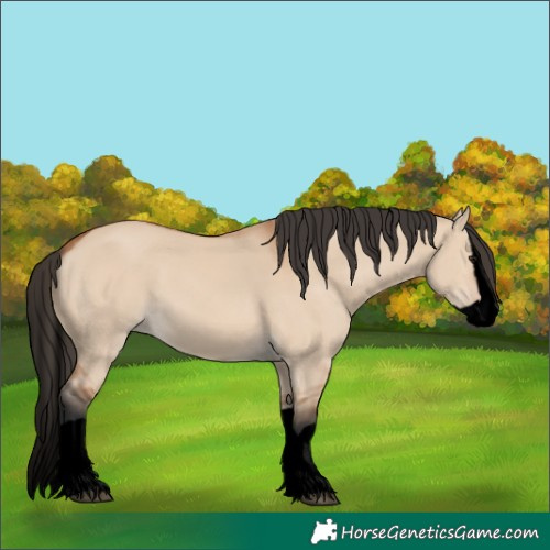 Horse Color:Void Bay Dun Splash 