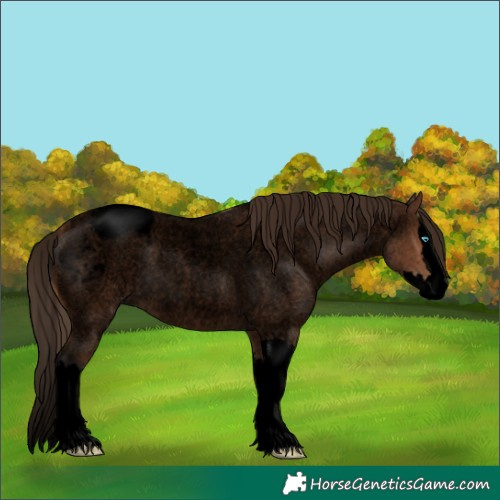 Horse Color:Void Bay Roan Splash Appaloosa 