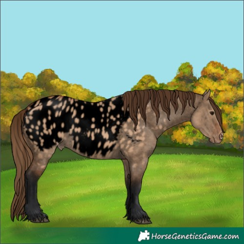 Horse Color:Void Bay Dun Appaloosa 