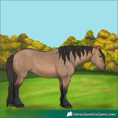 Horse Color:Bay Dun 