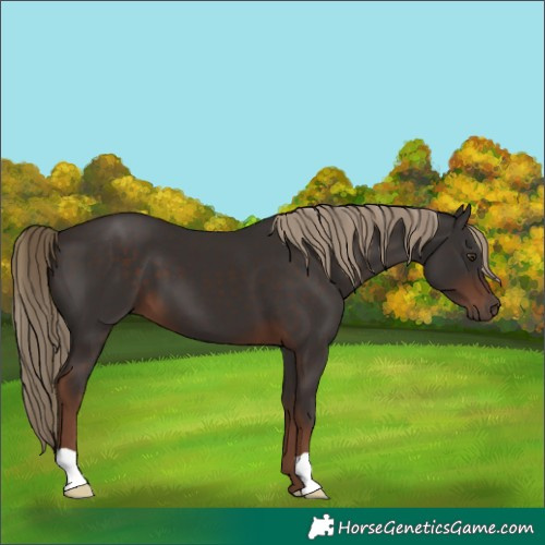 Horse Color:Liver Chestnut 