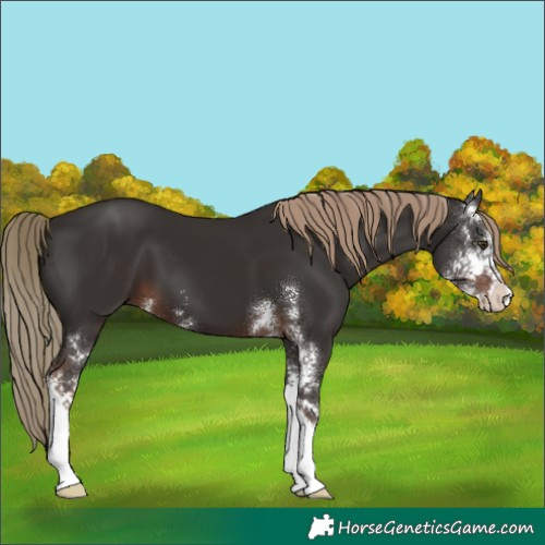 Horse Color:Liver Chestnut Sabino 