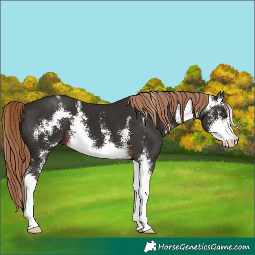 Horse Color:Liver Chestnut Sabino 