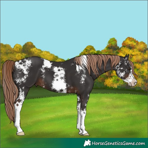 Horse Color:Liver Chestnut Sabino 
