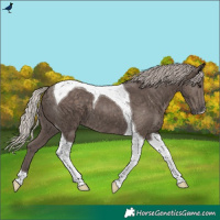 Horse Color:Silver Black Tobiano 