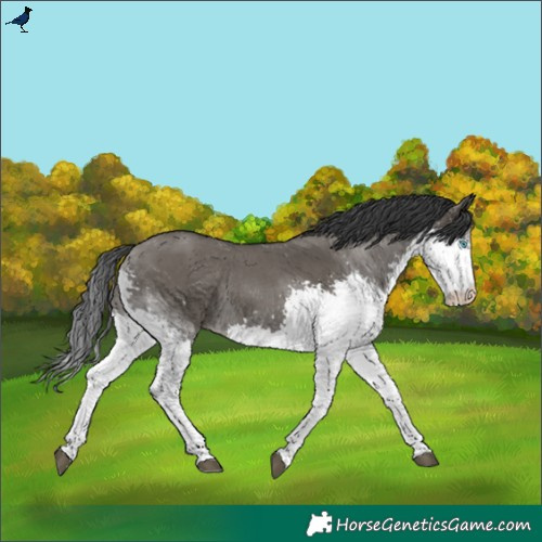 Horse Color:Grullo Splash Rabicano 
