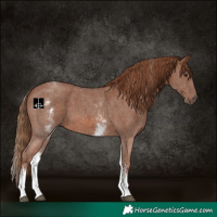 Horse Color:White Spotted Chestnut Sabino