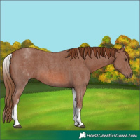 Horse Color:White Spotted Chestnut Sabino 