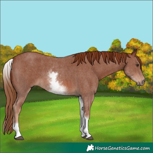 Horse Color:White Spotted Chestnut Sabino