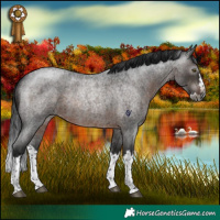 Horse Color:Gray Brown Roan Splash Rabicano