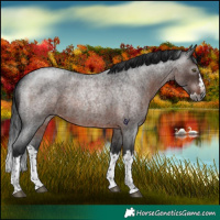 Horse Color:Gray Brown Roan Splash Rabicano