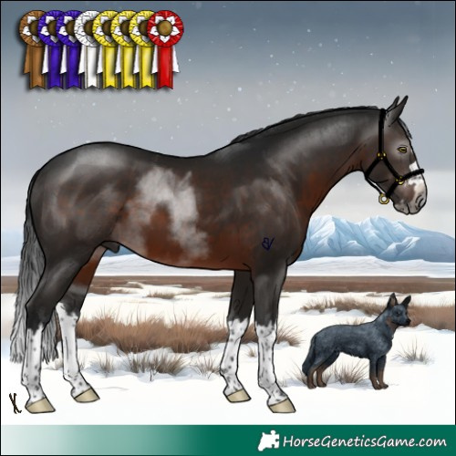 Horse Color:Gray Brown Splash Rabicano 