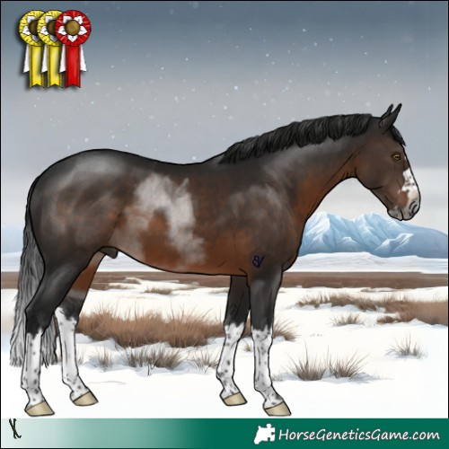 Horse Color:Gray Brown Splash Rabicano 