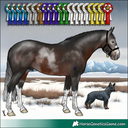 Horse Color:Gray Brown Splash Rabicano 