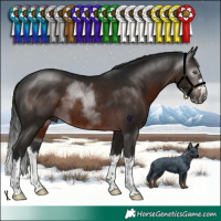 Horse Color:Gray Brown Splash Rabicano