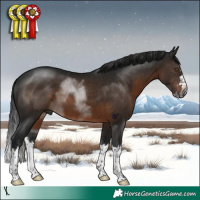 Horse Color:Gray Brown Splash Rabicano