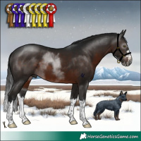 Horse Color:Gray Brown Splash Rabicano