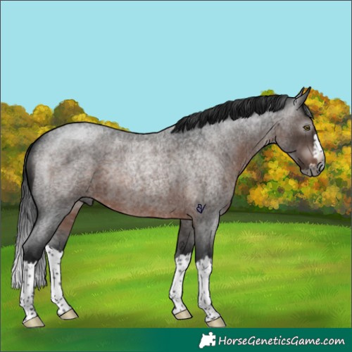 Horse Color:Gray Brown Roan Splash Rabicano 