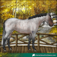Horse Color:Brown Roan Rabicano 