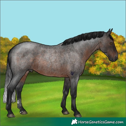 Horse Color:Gray Brown Roan Rabicano 