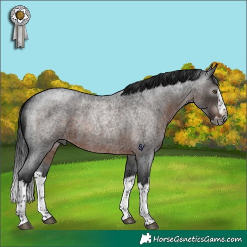 Horse Color:Gray Brown Roan Splash Rabicano 