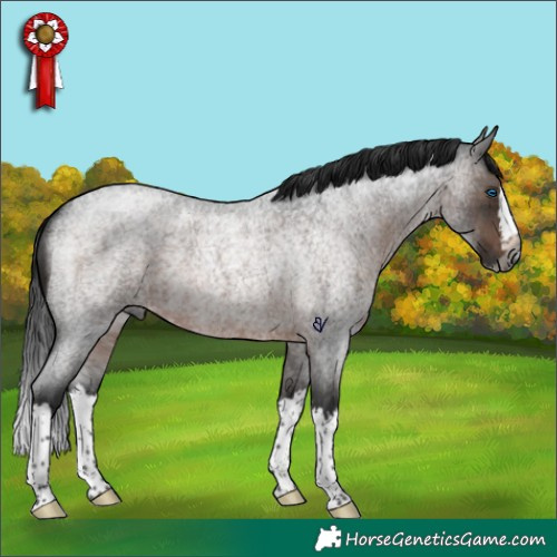 Horse Color:Gray Brown Roan Splash Rabicano 