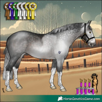 Horse Color:Gray Brown Splash Rabicano