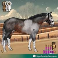 Horse Color:Gray Brown Splash Rabicano