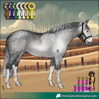Horse Color:Gray Brown Splash Rabicano 