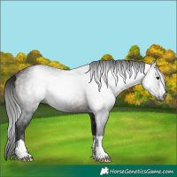 Horse Color:Gray Bay 