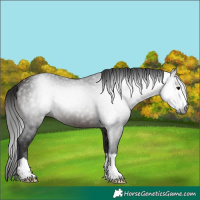 Horse Color:Gray Bay