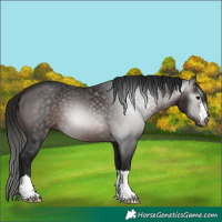 Horse Color:Gray Bay 