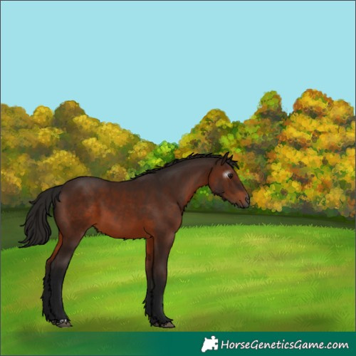 Horse Color:Gray Bay 