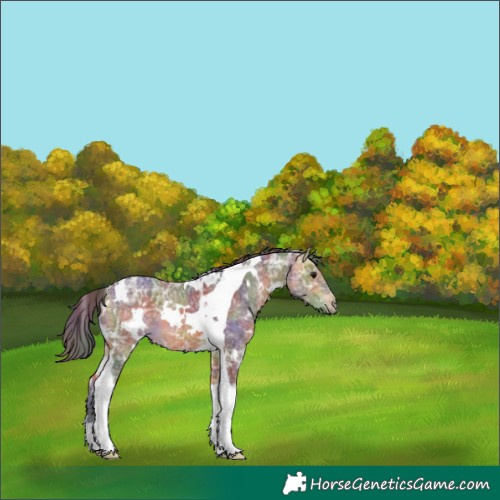Horse Color:Nacre White Spotted Buckskin Ice Tobiano 