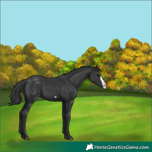 Horse Color:Black Frame