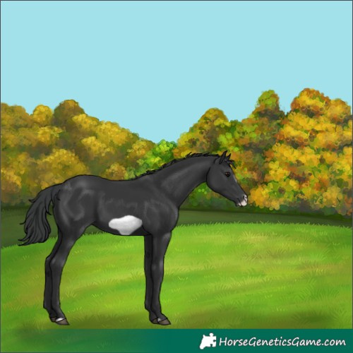 Horse Color:Black Frame 