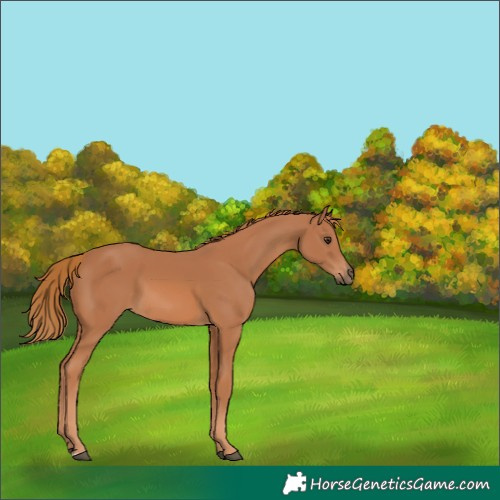 Horse Color:Chestnut 