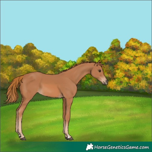 Horse Color:Chestnut 