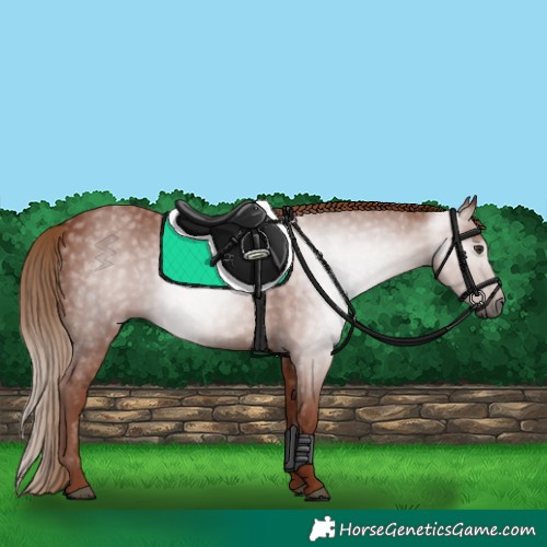 Horse Color:Gray Chestnut 