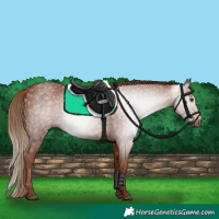 Horse Color:Gray Chestnut 