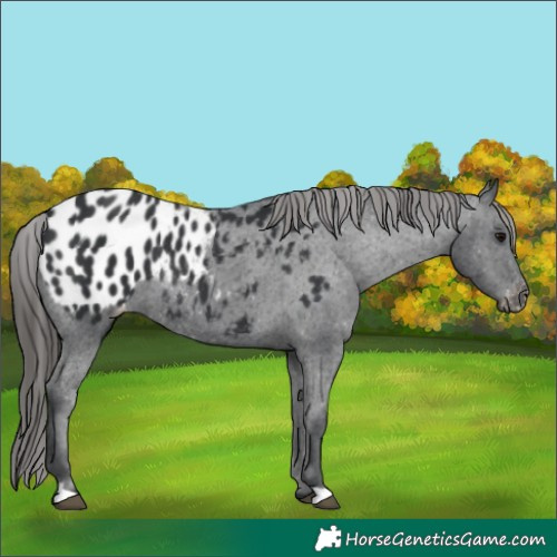 Horse Color:Black Blanket Rabicano