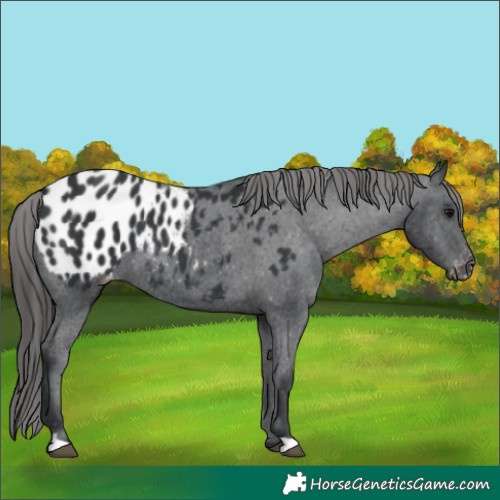 Horse Color:Black Appaloosa Rabicano 