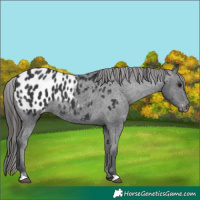 Horse Color:Black Blanket Rabicano 