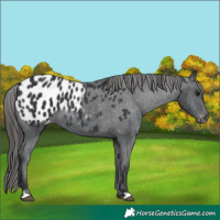Horse Color:Black Appaloosa Rabicano 