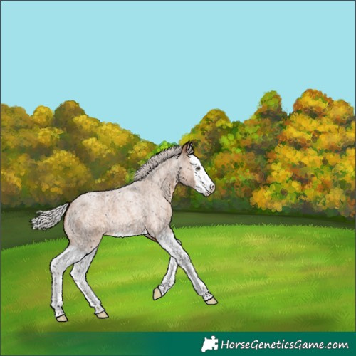 Horse Color:Silver Brown Roan Dun Splash 