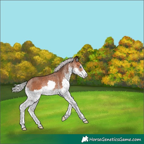 Horse Color:White Spotted Silver Bay Splash 