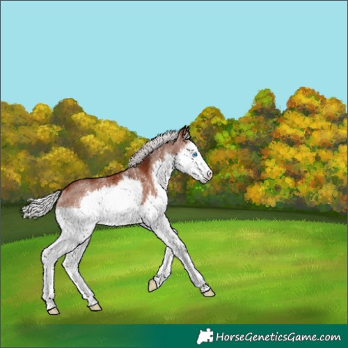 Horse Color:Silver Brown Splash 